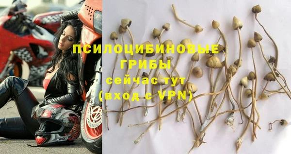 PSILOCYBIN Бородино